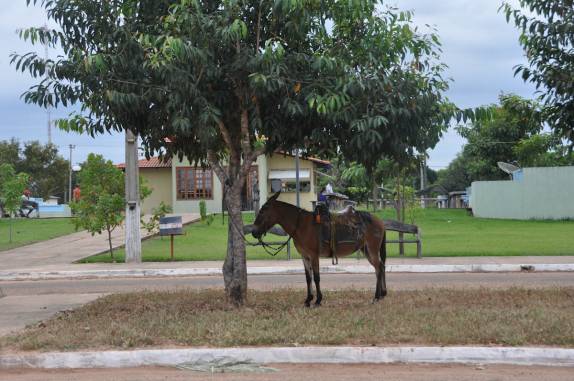 Transporte por burros, ainda muito comum em em São Félix do Tocantins, no Jalapão - TO